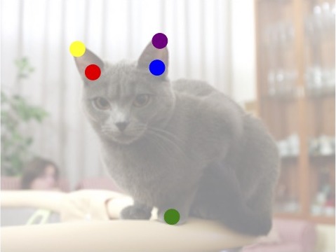 Semantic correspondence points on a grey cat.