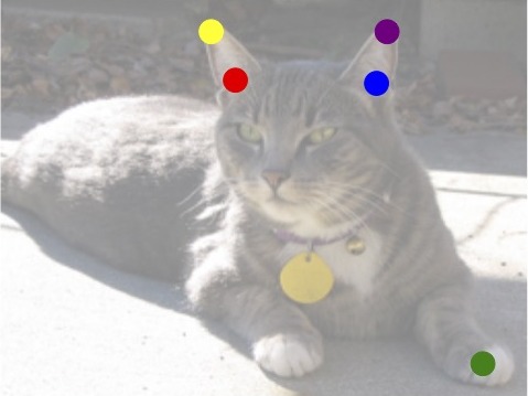 Semantic correspondence points transferred to a second cat.